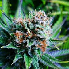 Blue dream feminized seeds