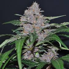 Blue dream feminized seeds