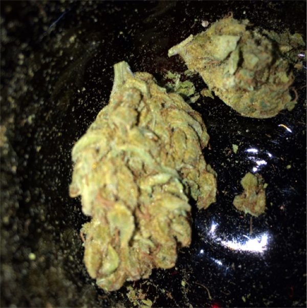 Buy Ghost Train Haze Strain Online