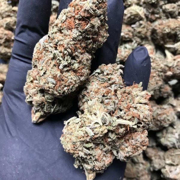 Buy Durban Poison Strain Online