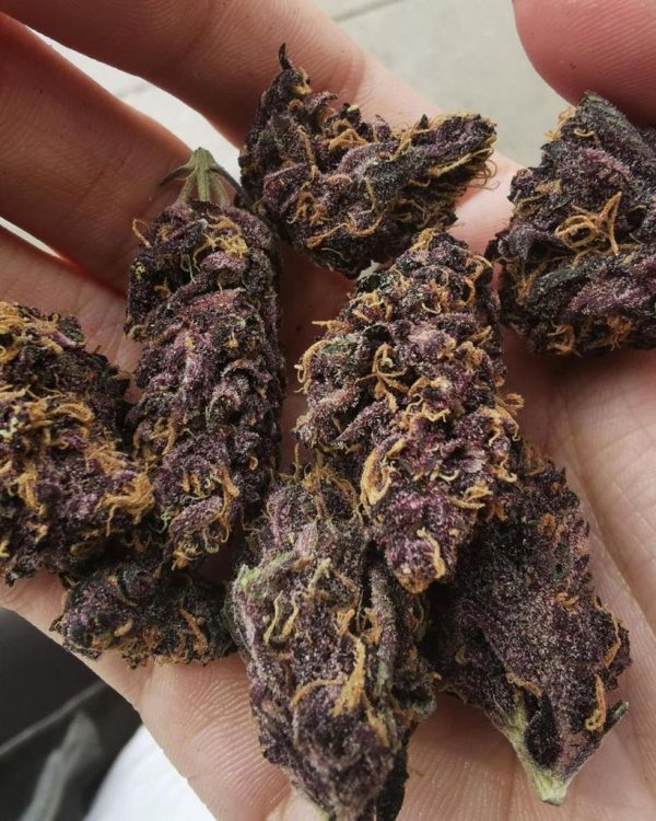 Purple Kush