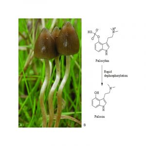 Psilocybe Semilanceata