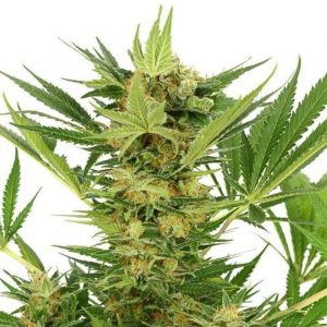 AK-47 Feminized Seeds