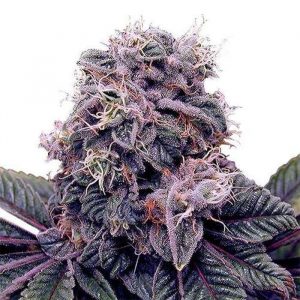 Blackberry Kush Feminized Seeds