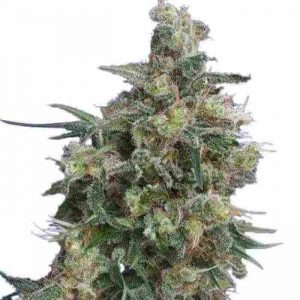 Buy Bubba Kush Weed Strain