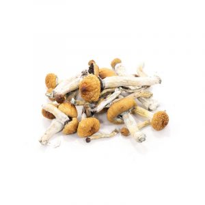 Buy Golden Teachers Mushrooms Online