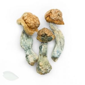 Penis Envy Cubensis For Sale