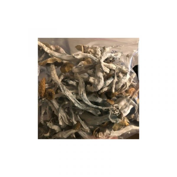 Buy Psilocybe Cubensis Online